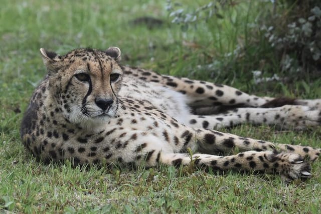 Cheetah at Tenikwa